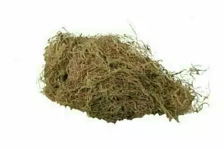 7003 – 4 lb bulk natural spanish moss (not preserved)-“Box” Min 1 box