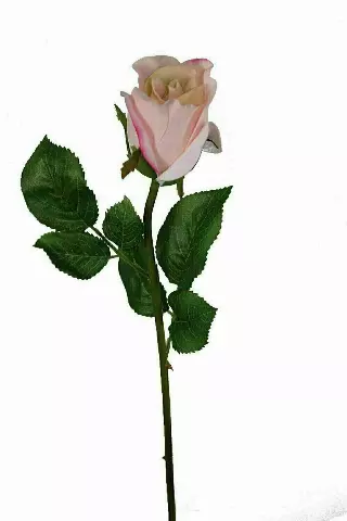 SS2018PK – 19” Natural pink rose bud “DZ”