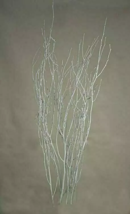 GAX3015-5WT – 32″ – 36″ Painted White Birch Stems-Pk 5 – min 2 bunches