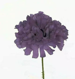 S3000PURPLE – Carnation pick (1 box 100pcs) (Min. 1 Box)