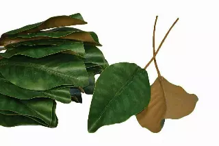 SS2013G – 6” Natural touch Magnolia leaf on 6” pick-“dozen” (Min 2 Dz.) Case Pk 48