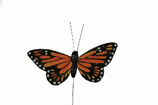 DP1029OR – 5” Monarch butterfly “DZ” Min 1 dz. – Case 60 dozen