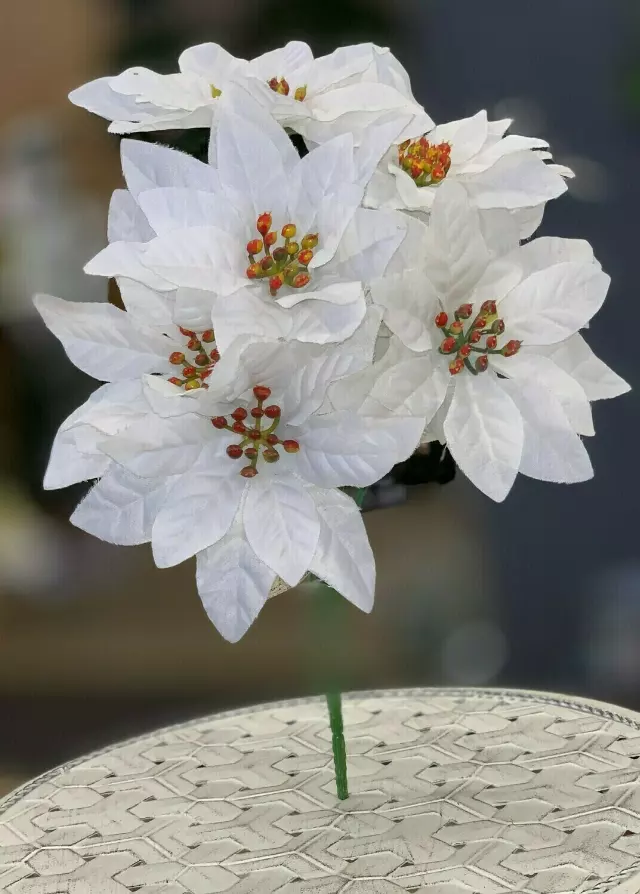 SBX04100WHITE – Poinsettia bush x7- Min 24 Pcs – Case Pk 240 Pcs