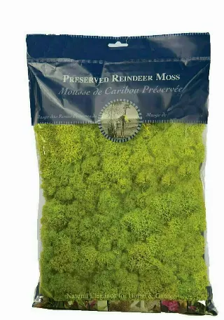 21669 – 1/2 lb bag Chartreuse reindeer Moss-“each” Min 1 box – Case 10 Boxes