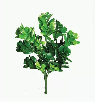 SBG6100GN – Succulent leaf bush x 5-“each” (Min 12) Case Pk 96