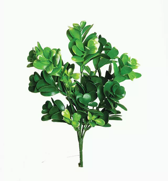SBG6100GN – Succulent leaf bush x 5-“each” (Min 12) Case Pk 96