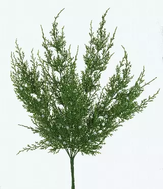 SBX1002GN – 20” Oregon Juniper bush x7- (each) Min 6 – Case Pk 96