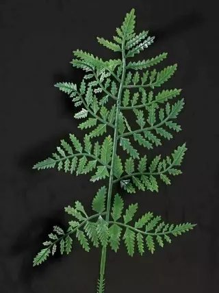 PLX2004GN – 10” Green plastic fern (Gross)- Min 2 Gross – Case Pk 20 Gross