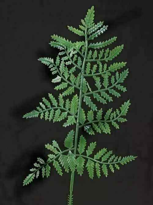 PLX2004GN – 10” Green plastic fern (Gross)- Min 2 Gross – Case Pk 20 Gross
