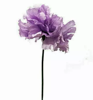S3000LAVENDER – Carnation pick (1 box 100pcs) (Min 1 Box)