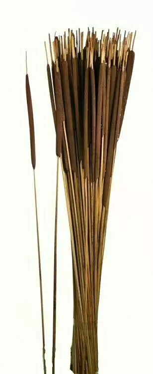 1140NAT – 27” Dark pencil cattails 25 stems a bunch-min 2 bunches – Case Pk- 25 Bunches