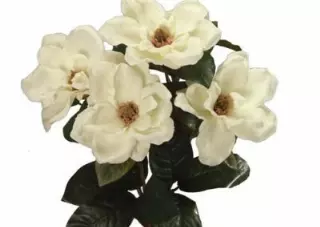 SB0302CRM – 23” Magnolia bush x6-“each” (Min 6) Case Pk 48