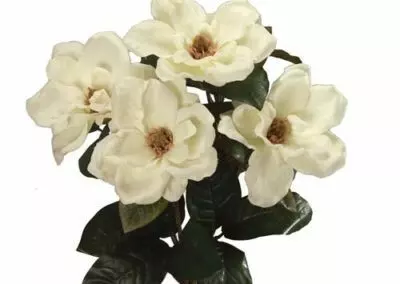 SB0302CRM – 23” Magnolia bush x6-“each” (Min 6) Case Pk 48