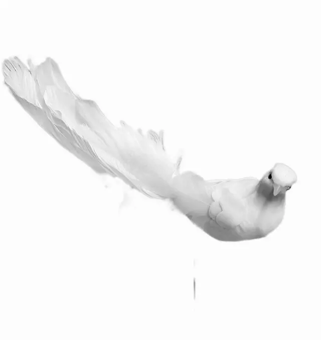 DPX2015 – 10″ Feather tailed dove-“dozen” Min 1 DZ – Case 60 Dozen