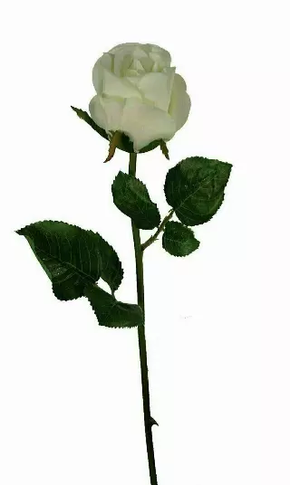SS2018CRM – 19” Natural white rose bud “DZ” closeout