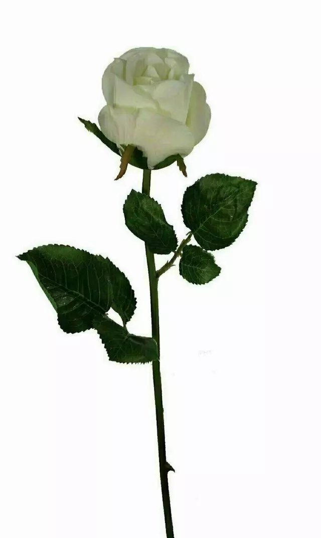 SS2018CRM – 19” Natural white rose bud “DZ” closeout