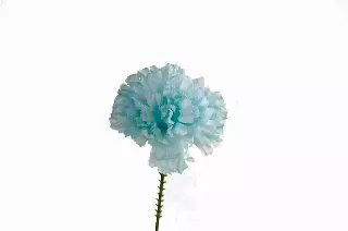 S3000LIGHTBLUE – Carnation pick (1 box 100pcs) (Min. 1 Box)