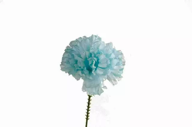 S3000LIGHTBLUE – Carnation pick (1 box 100pcs) (Min. 1 Box)