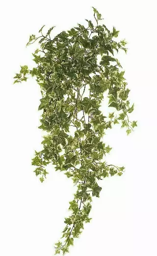 SBG6109Vari – 36” Hanging Bush x15 – “each” (Min. 6) Case Pk. 36 pcs