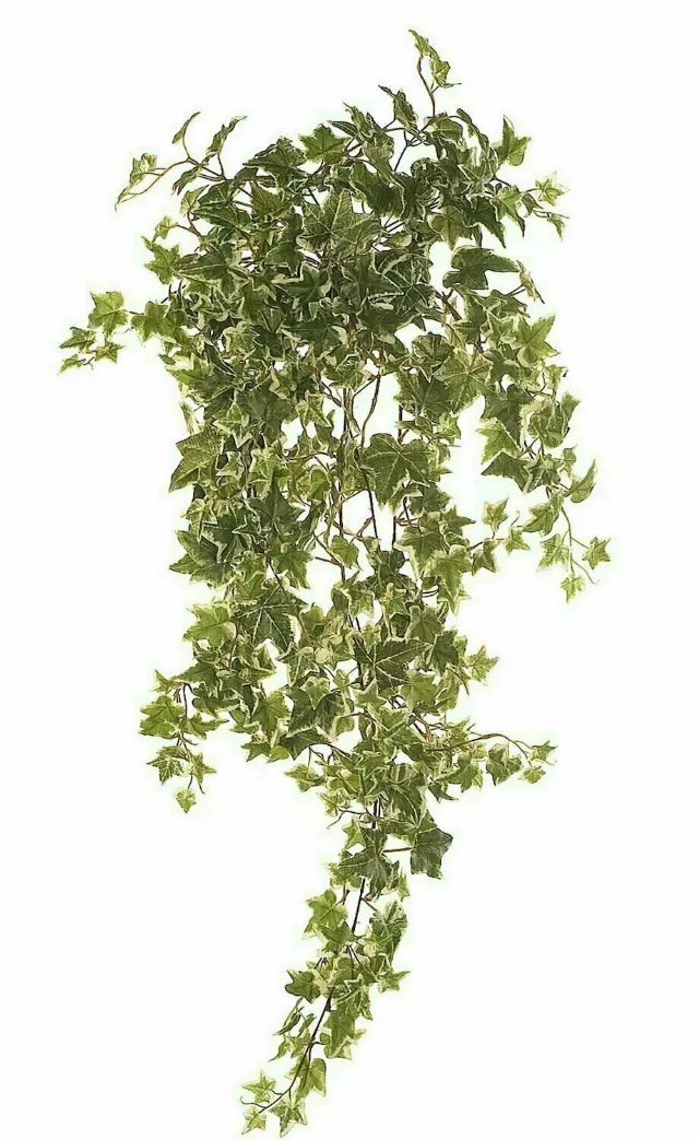 SBG6109Vari – 36” Hanging Bush x15 – “each” (Min. 6) Case Pk. 36 pcs