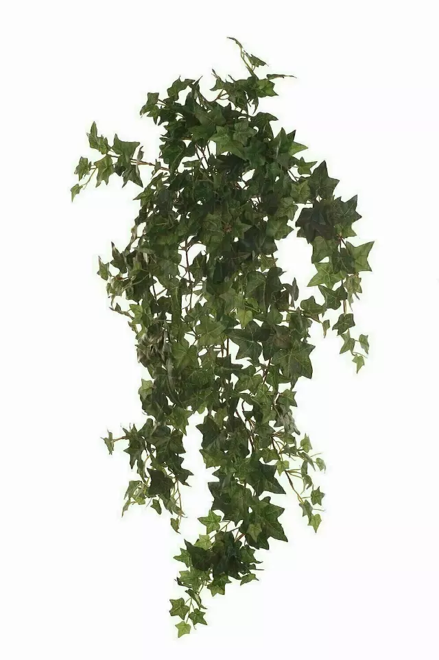 SBG6109GRN – 36” Hanging Bush x15 – “each” (Min. 6) Case Pk. 36 Pcs.
