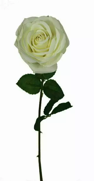 SS2019WT – 19” Natural white open rose stem “DZ”