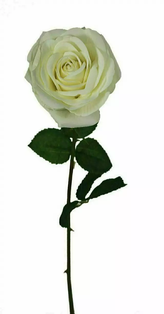 SS2019WT – 19” Natural white open rose stem “DZ”