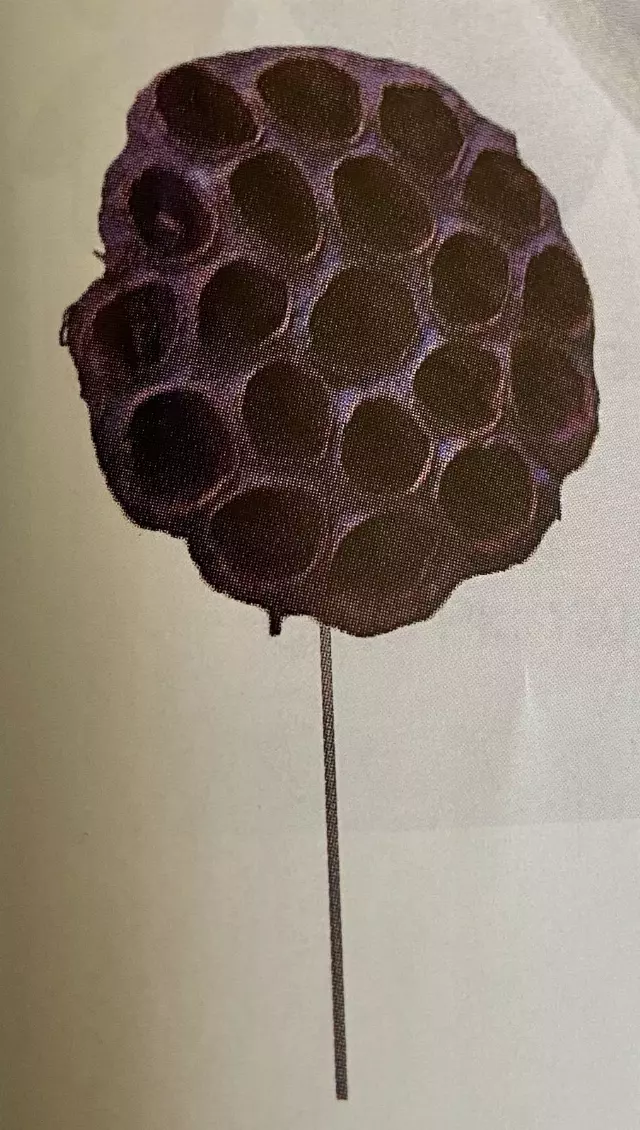 MSX1399 – 4” Dried Lotus pod w/ wire (dz)-min 1 dz – Case Pk 12 dz