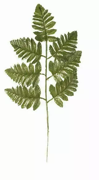 SBG6112 – 17” Tall dark leather Fern stem “dz” (Min. 8 DZ. )
