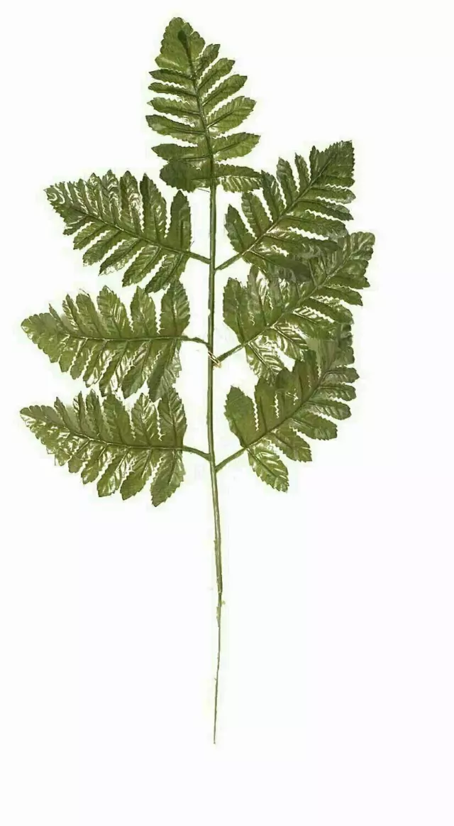 SBG6112 – 17” Tall dark leather Fern stem “dz” (Min. 8 DZ. )